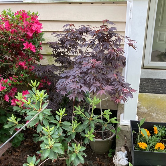 Meet your Posher, Barbara - Picture 6 of 6